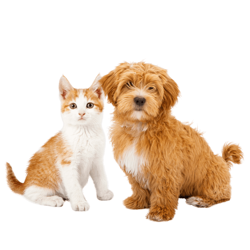cat and dog png image for service section