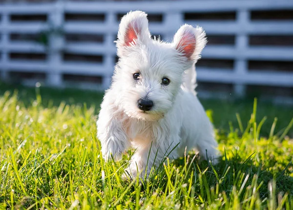 a white dog running in the grass