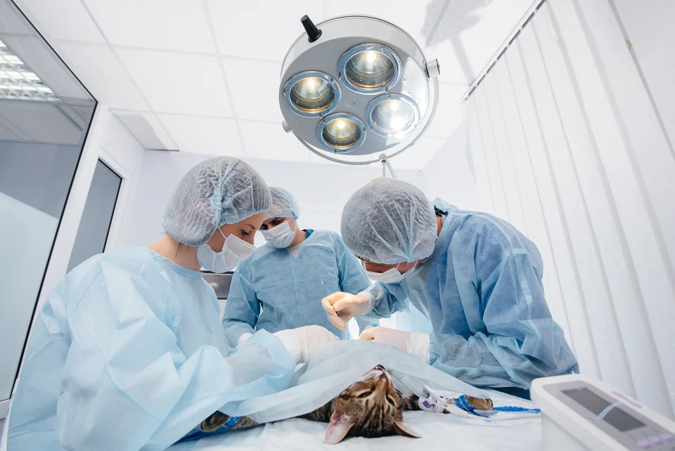 a group of people in scrubs performing surgery on a cat