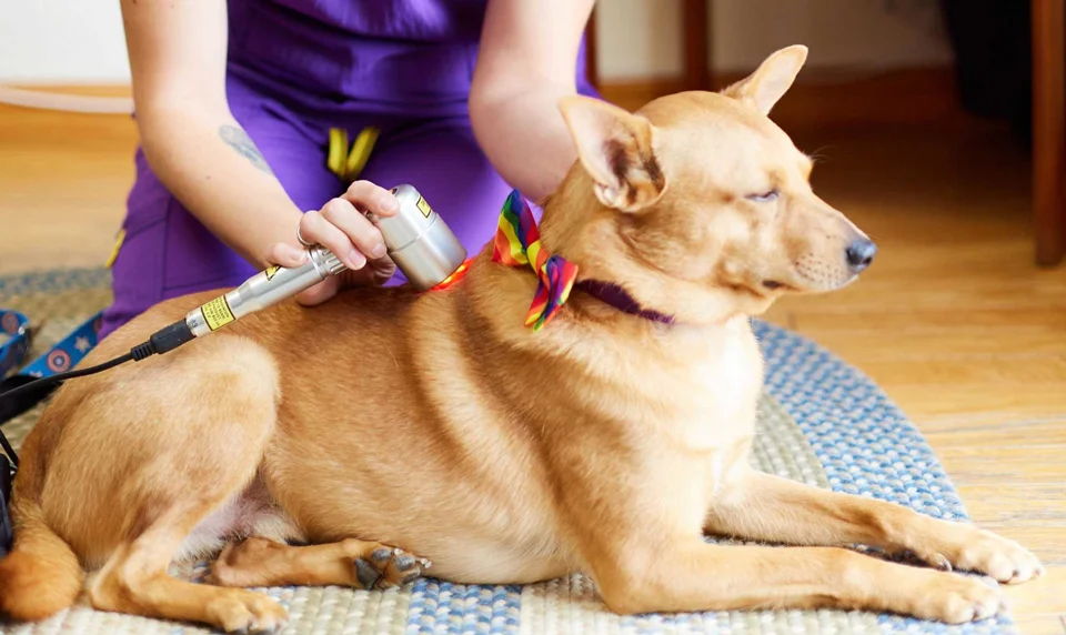 a person using a tool to comb a dog