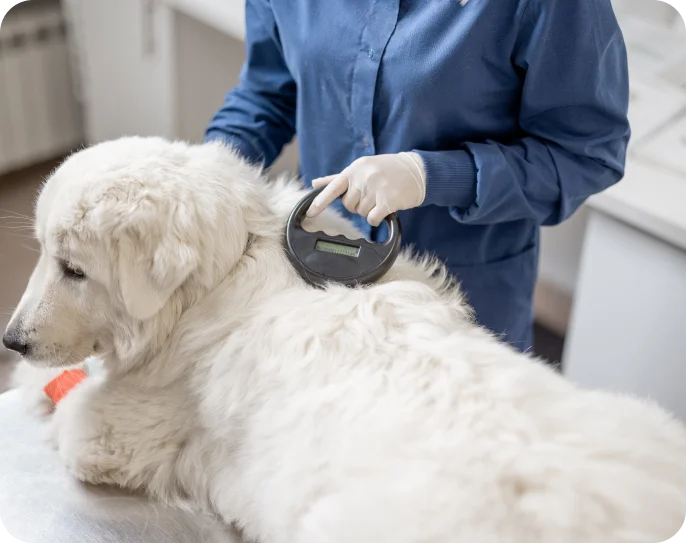 veterinarian-checking-microchip-implant-under-shee